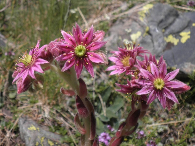 04_Sempervivum montanum.jpg