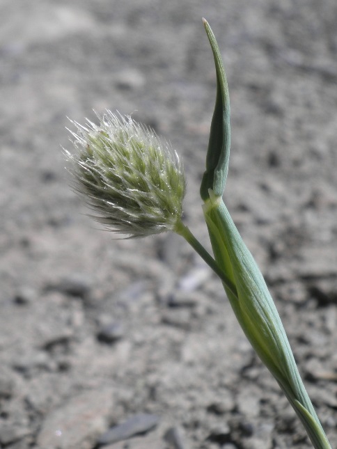 05_Alopecurus gerardii.jpg