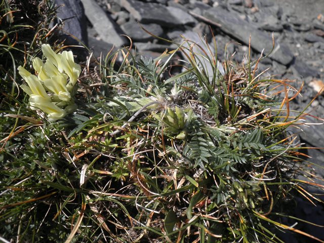 08_ Oxytropis campestris .jpg