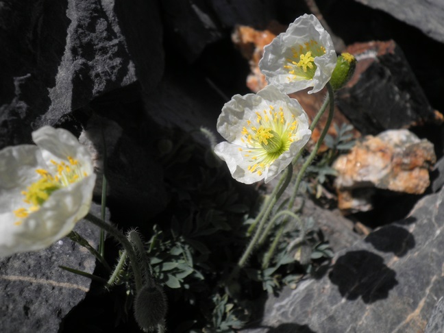 09_Papaver alpinum ssp suaveolens.jpg