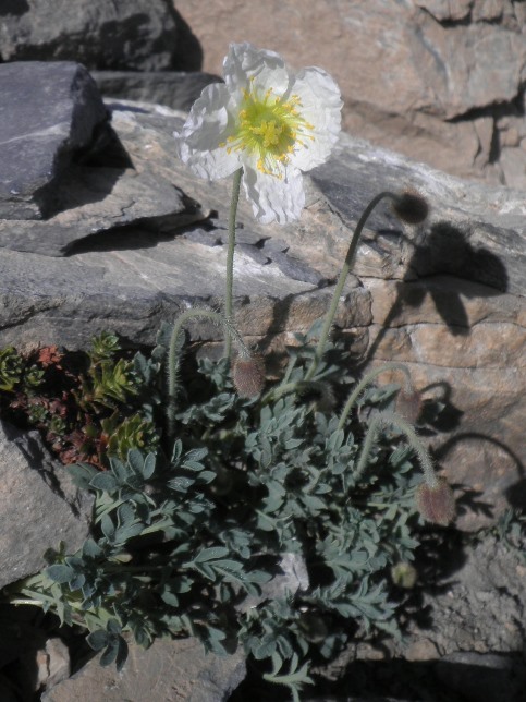 10_Papaver alpinum ssp suaveolens.jpg