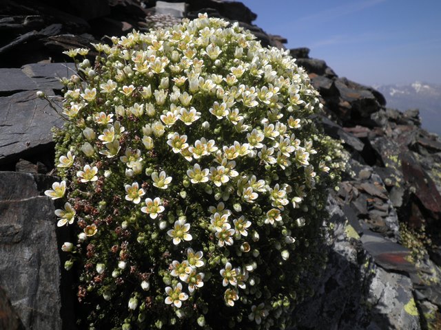 15_Saxifraga bryoides.jpg