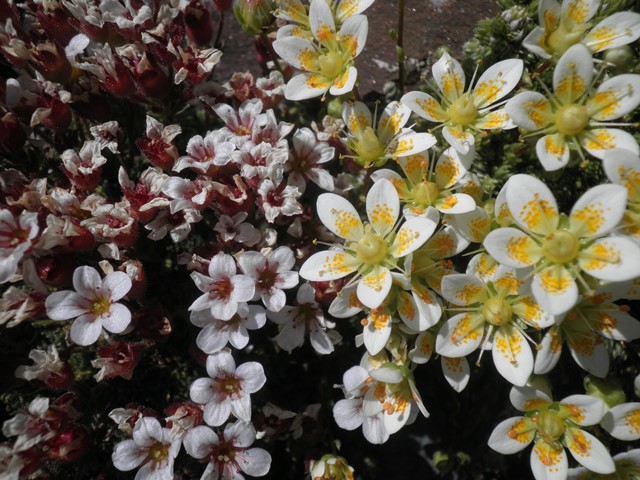 16_Saxifraga iratiana_Saxifraga bryoides.jpg
