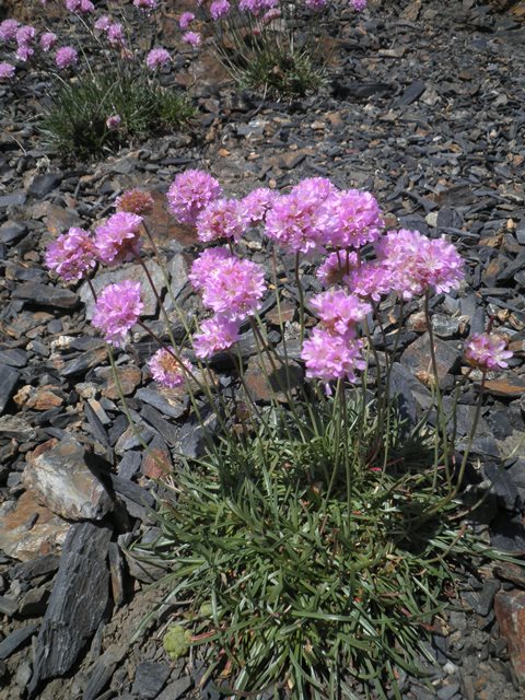17_Armeria alpina.jpg