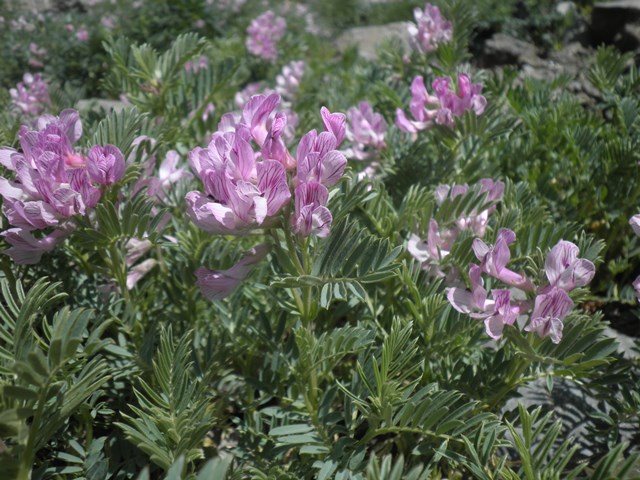 20_Vicia argentea.jpg