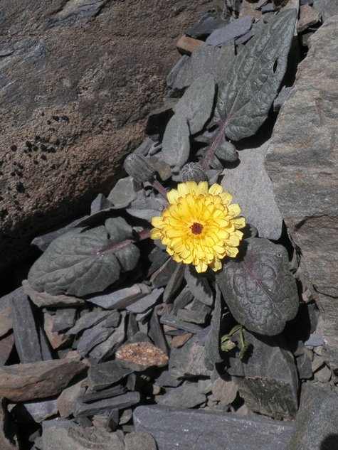 06_Crepis pygmaea.jpg