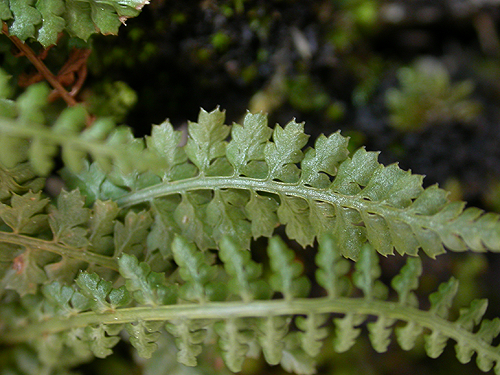 Asplenium-fontanum.png