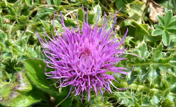 DSC_3385 cirsium acaulon.jpg