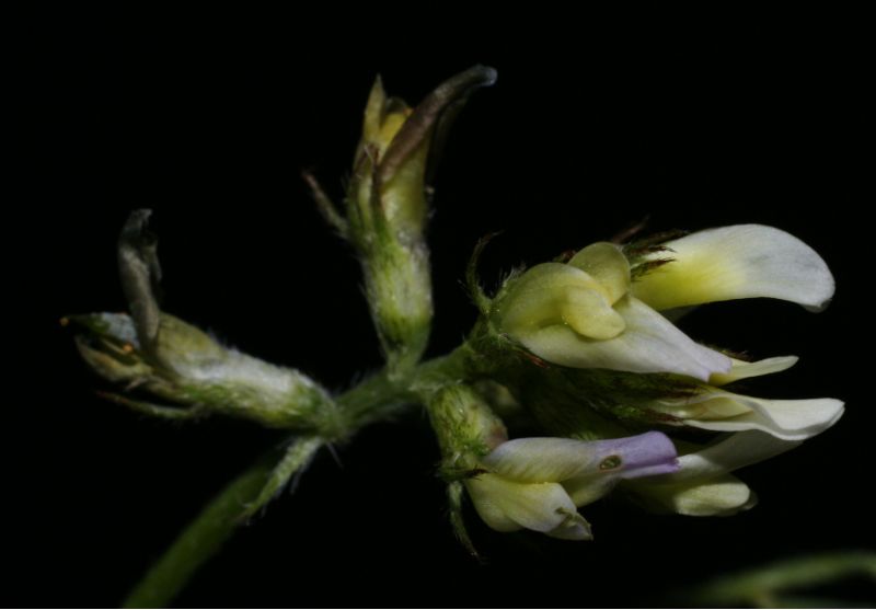Astragalus hamosus (5) [800x600].jpg