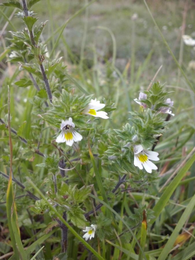 Euphrasia red 3.jpg