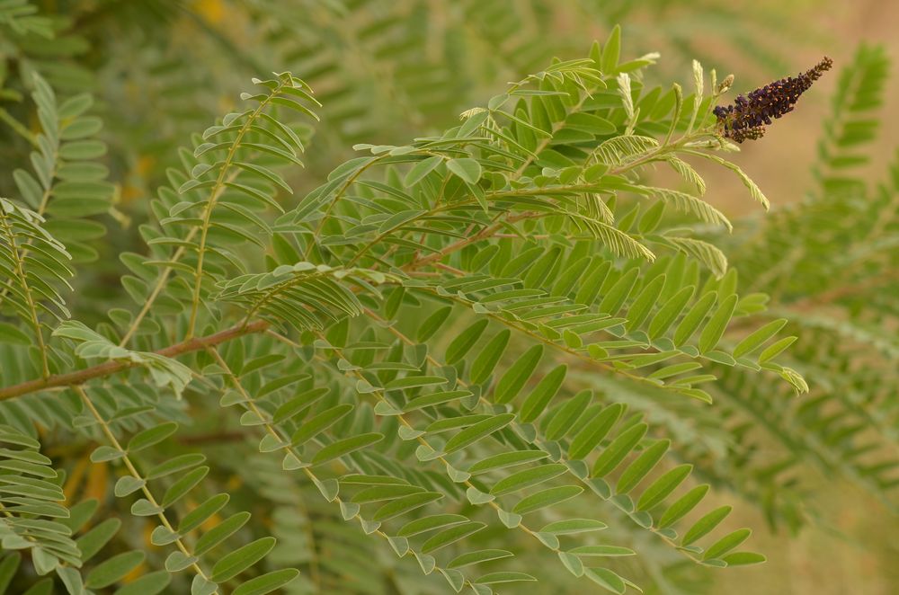 Amorpha fruticosa (1).JPG