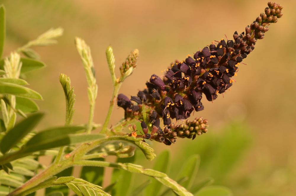 Amorpha fruticosa (3).JPG