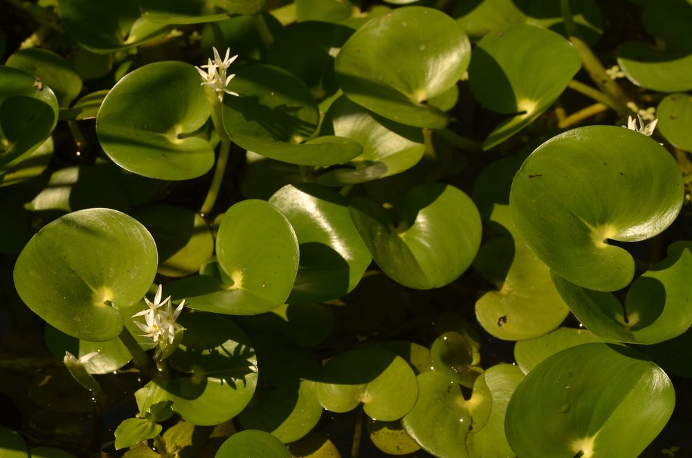 Heteranthera reniformis (3).JPG