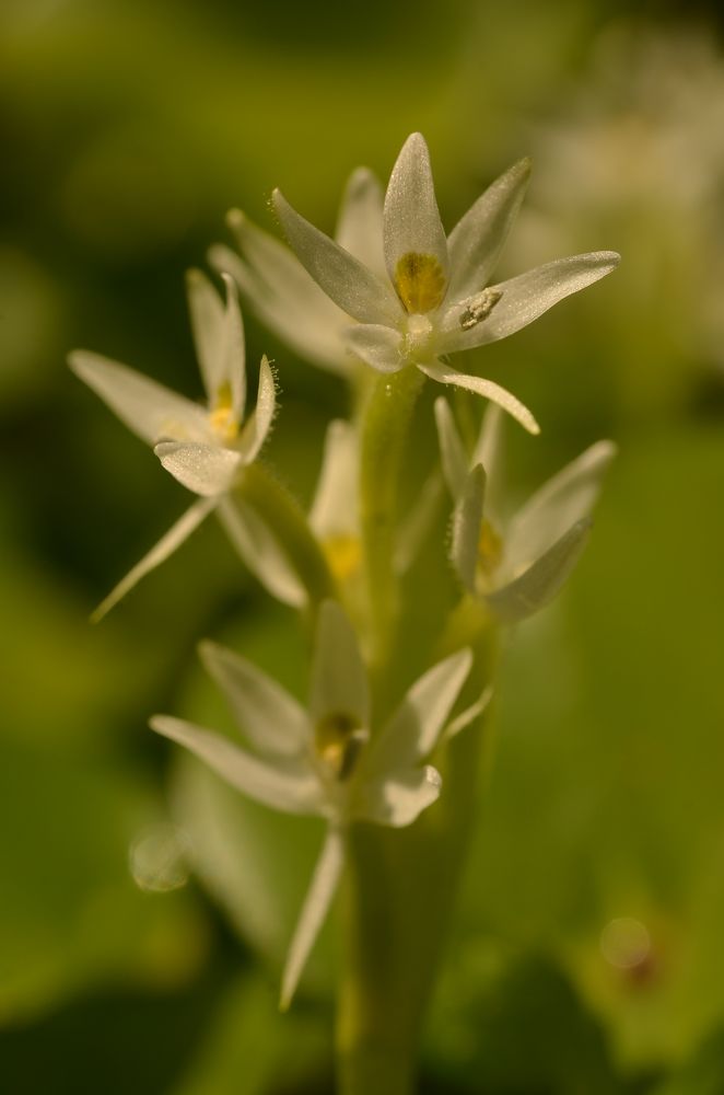 Heteranthera reniformis (11).JPG