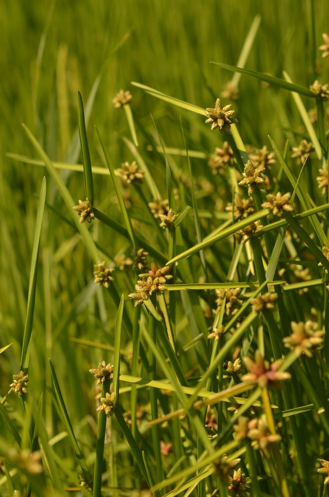 Scirpus mucronatus (3).JPG