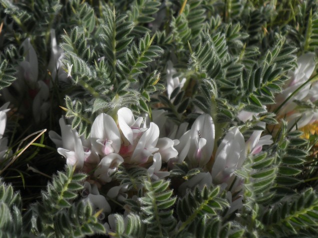 14_Astragalus sempervirens.JPG