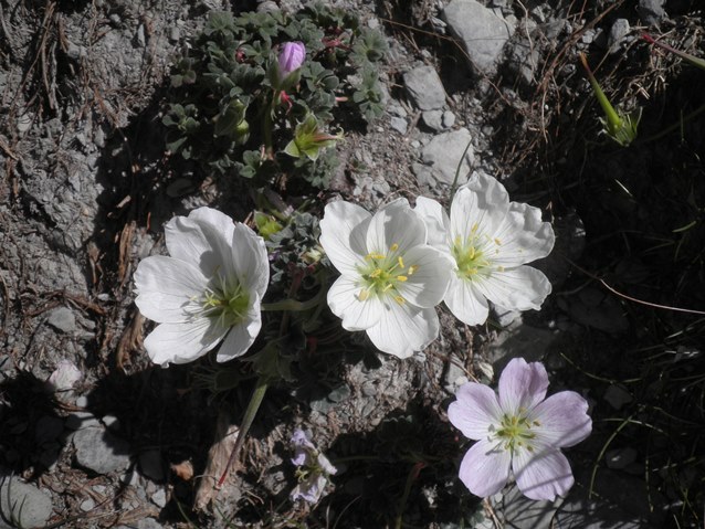21_Geranium cinereum_blanc.JPG