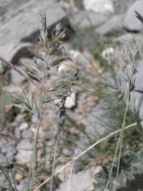 25_Festuca glacialis.JPG