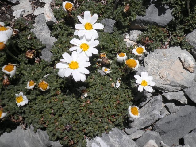 30_Leucanthemopsis alpina.JPG