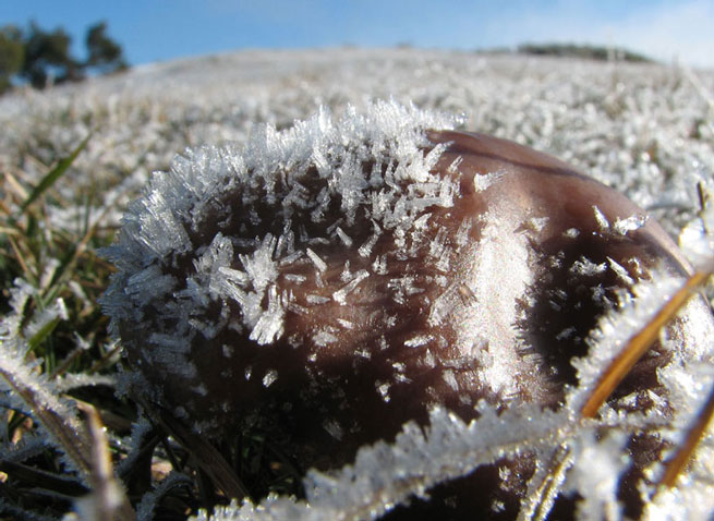 champignon &quot;hérisson d'hiver&quot;: champignus erinaceus ssp. hivernale Ch.Nr