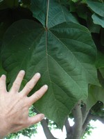 P1140846 (Copier) (2).JPG