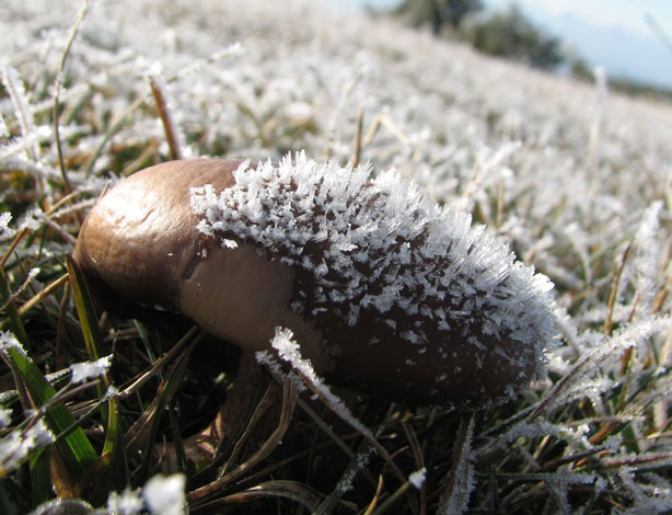 champignon &quot;hérisson d'hiver&quot;: champignus erinaceus ssp. hivernale Ch.Nr