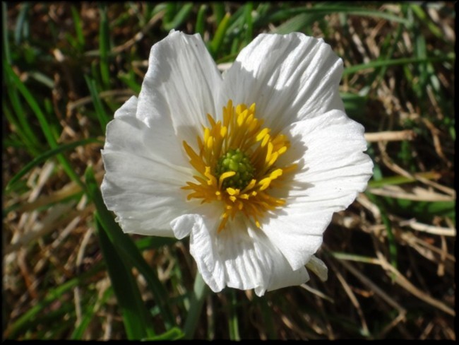09-Ranunculus pyrenaeus.JPG