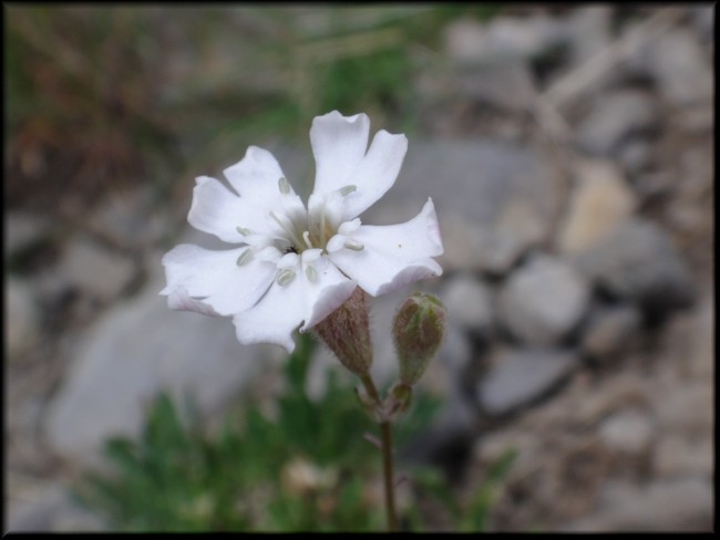 15-Silene borderei.JPG