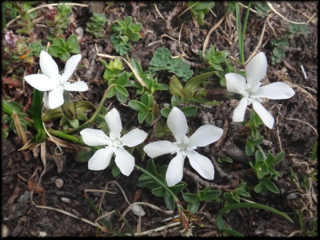 17-Gentiana verna.JPG