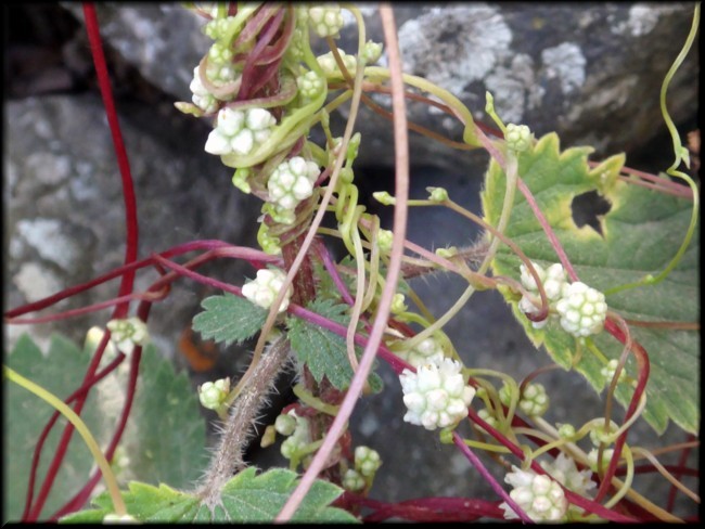 03-Cuscuta europaea.JPG