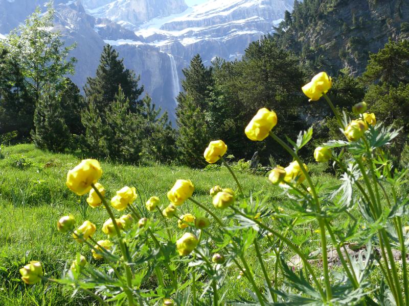 trollius europeaus.jpg