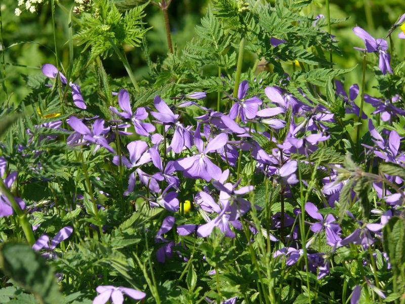 viola cornuta.jpg