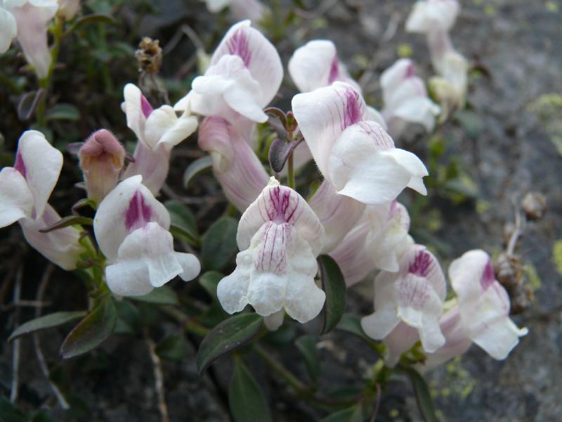 anthirinum sempervirens.jpg