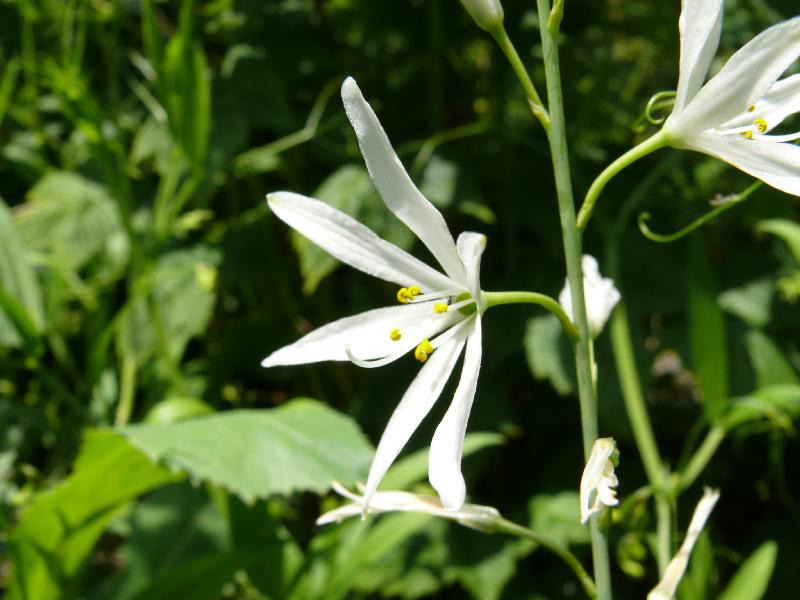 phalangium liliago.jpg