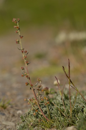Artemisia borealis Pall.