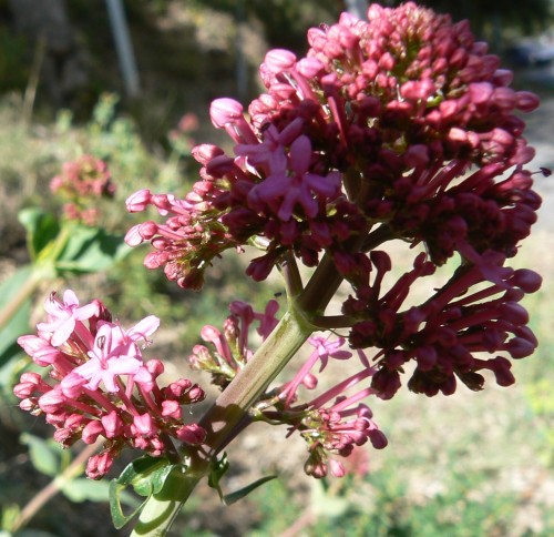66 fleur.jpg