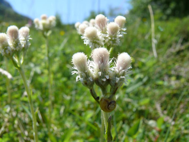 antenaria 1.jpg