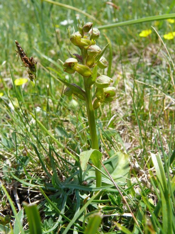 orchis viridis.jpg