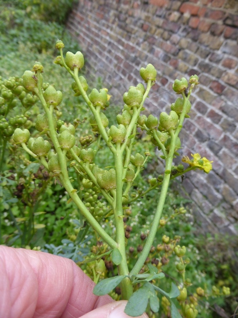 P1000246.JPG