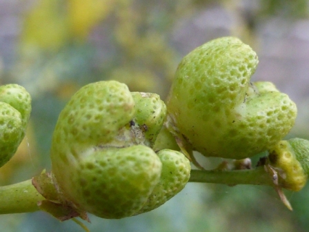 P1000247.JPG