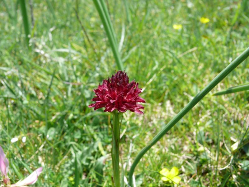 nigritella gabasiana.jpg