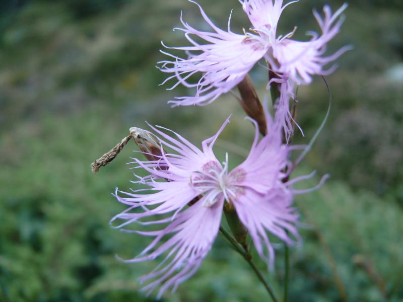 dianthus fimbriatus.jpg