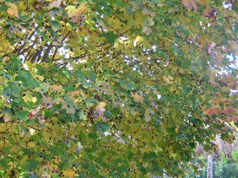 DSCN721.jpg