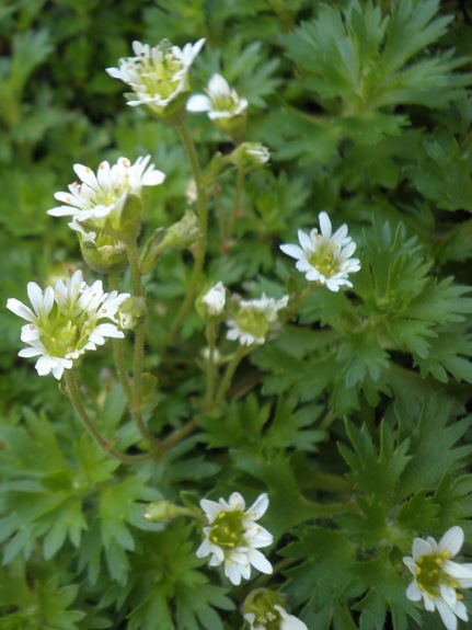 Saxifraga.jpg