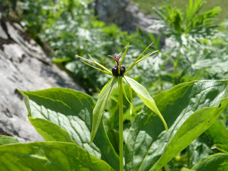 paris quadrifolia.jpg