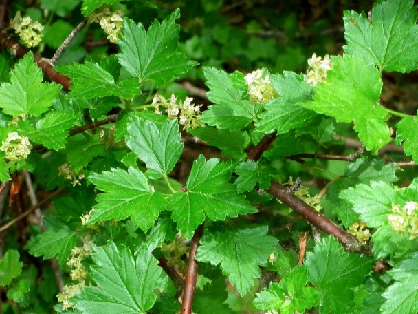 DSCF6112 (608 x 456).jpg