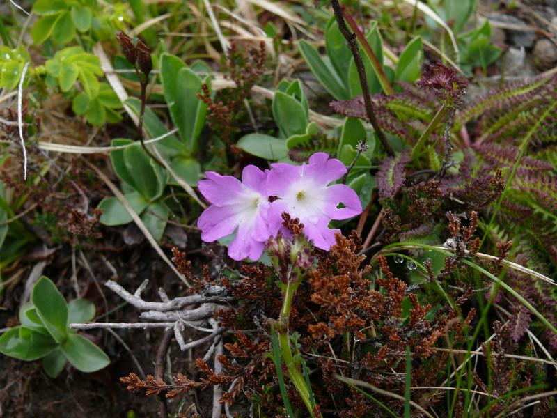 primula integrifolia.jpg