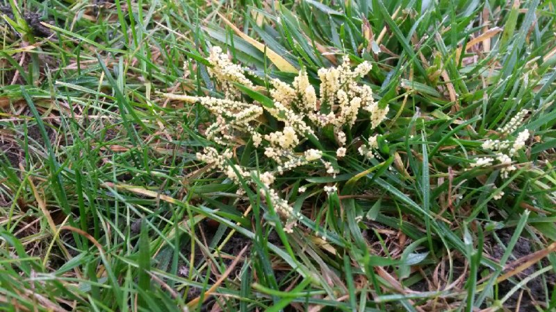 photo de la touffe d'herbe