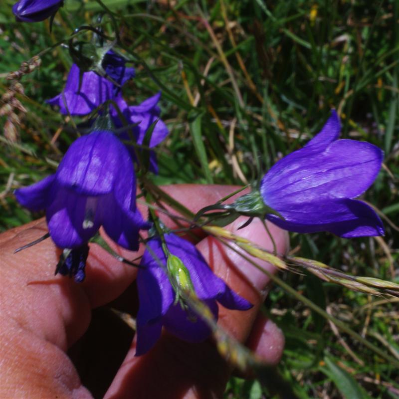 Fleurs