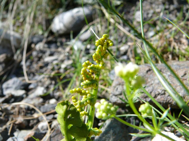 botrychium lunaria.jpg